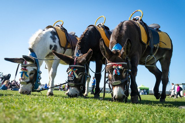 Vintage by the Sea 2018 - Donkey Rides